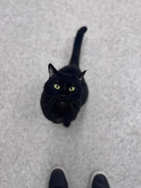 Rajah, an adopted Domestic Short Hair in Cherryfield, ME image 2/2