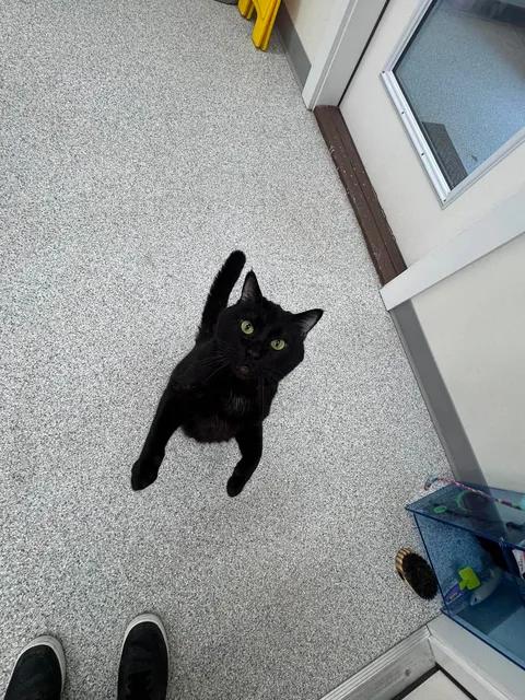 Rajah, adopted, Adult Female Domestic Short Hair.