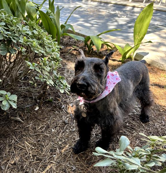 Enlarge Zara 2032, an adoptable Miniature Schnauzer in Carrollton, TX image 2/2