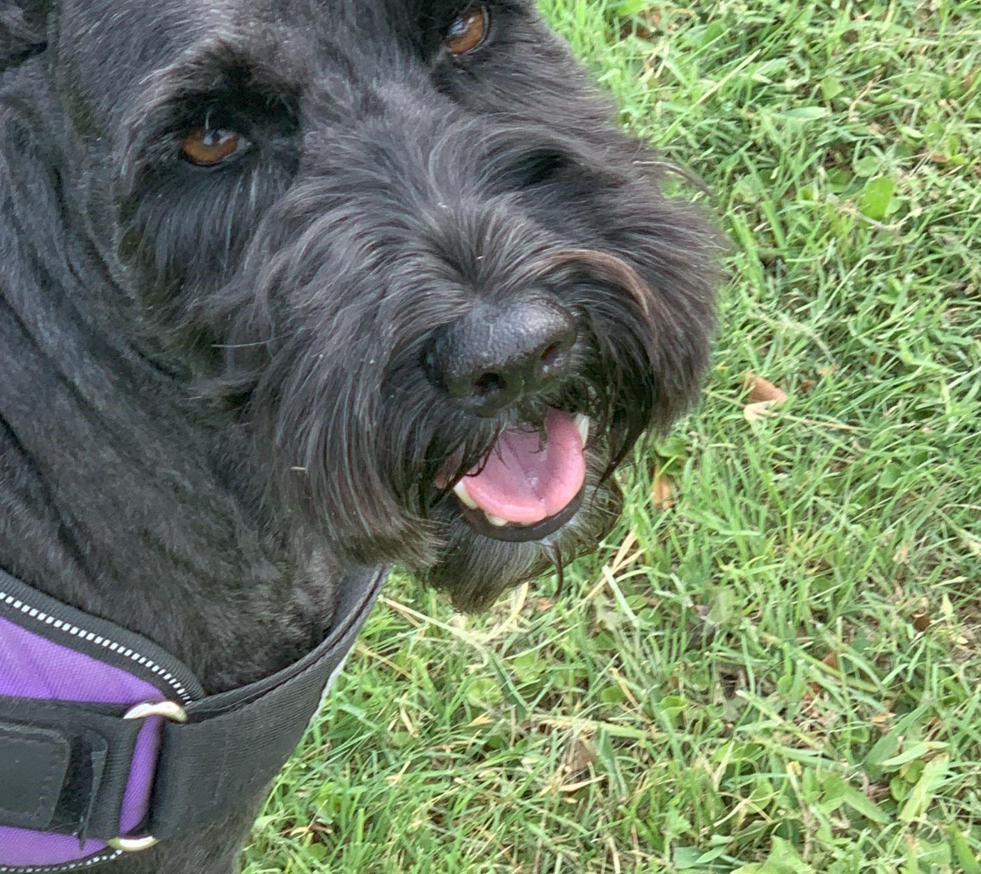 Enlarge Zara 2032, an adoptable Miniature Schnauzer in Carrollton, TX image 1/2