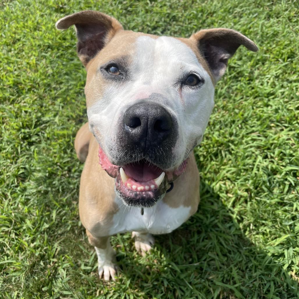 Enlarge Odin, a Adoptable mixed breed in Indianapolis, IN image 1/6