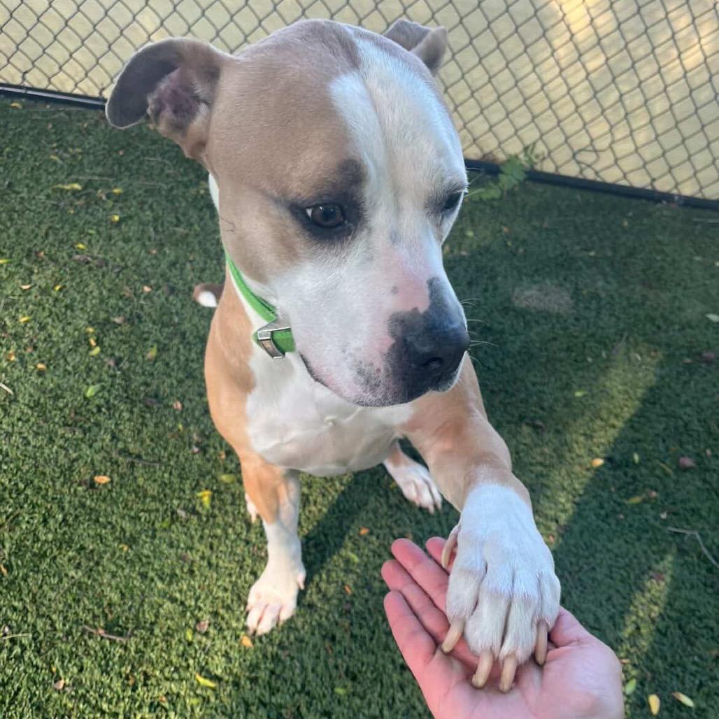 Enlarge Odin, a Adoptable mixed breed in Indianapolis, IN image 2/6