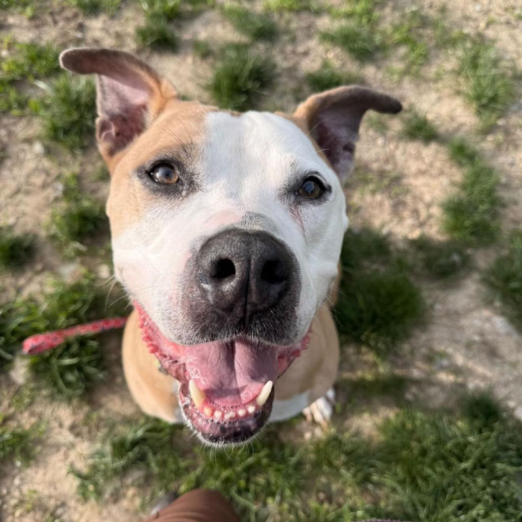 Enlarge Odin, a Adoptable mixed breed in Indianapolis, IN image 3/6