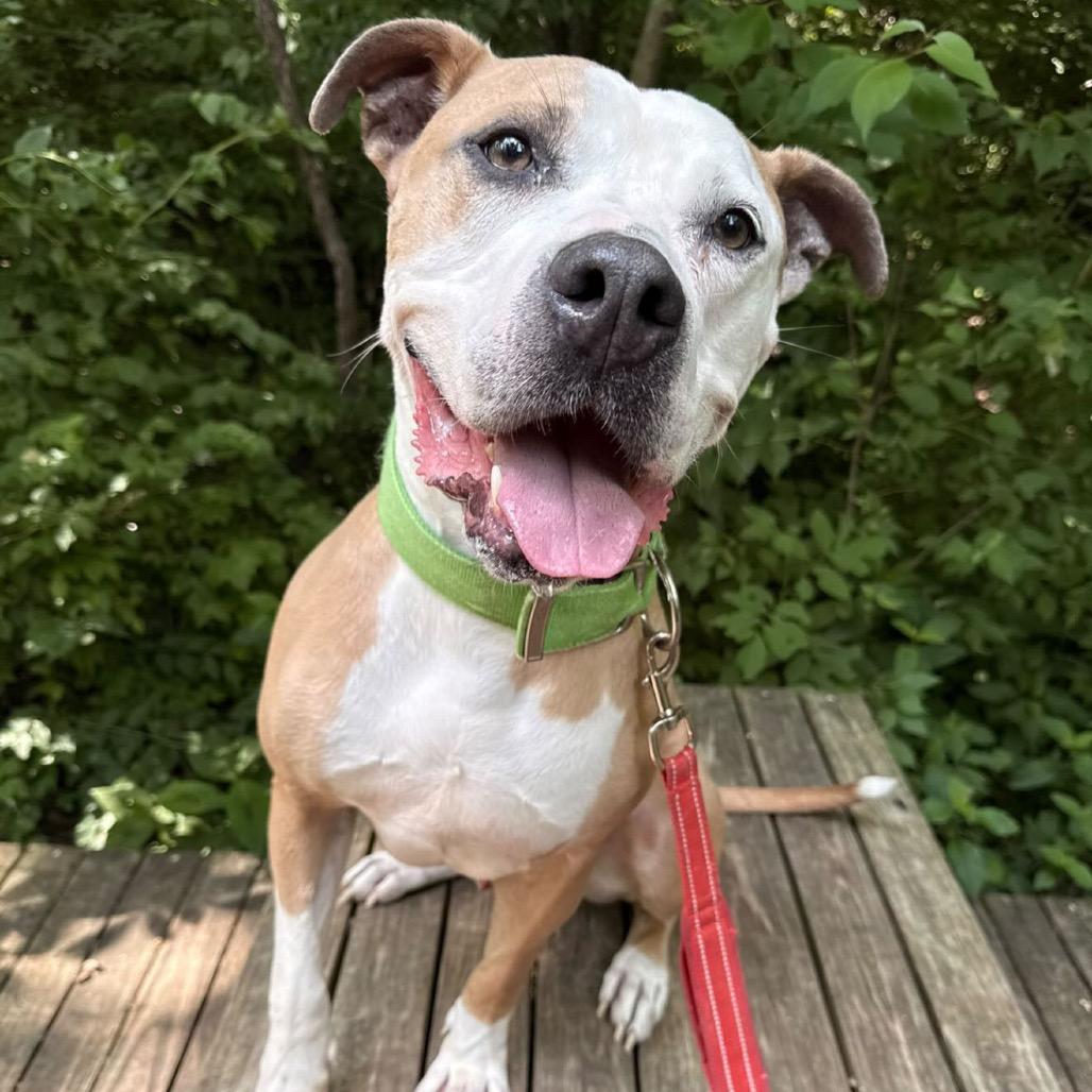 Enlarge Odin, a Adoptable mixed breed in Indianapolis, IN image 4/6