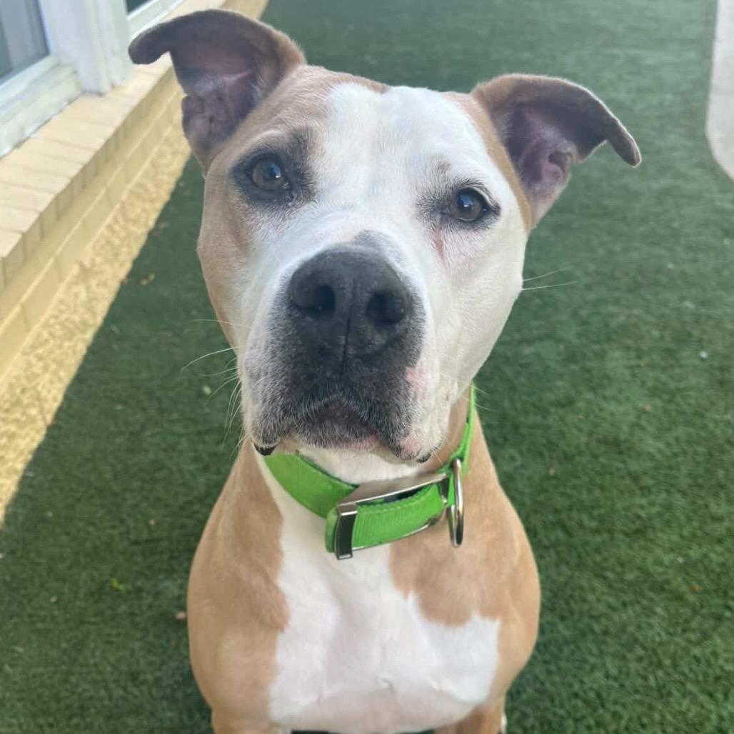 Enlarge Odin, a Adoptable mixed breed in Indianapolis, IN image 5/6