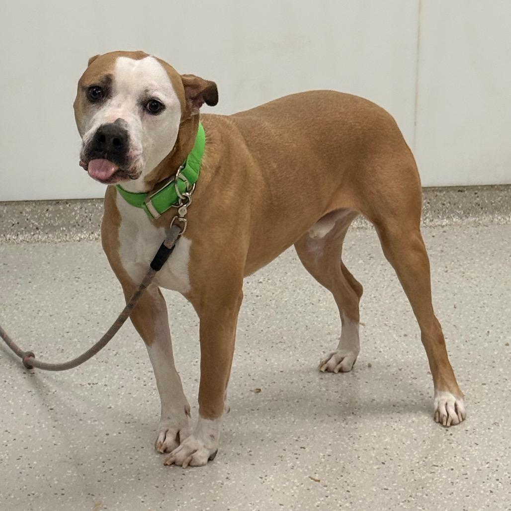 Enlarge Odin, a Adoptable mixed breed in Indianapolis, IN image 6/6