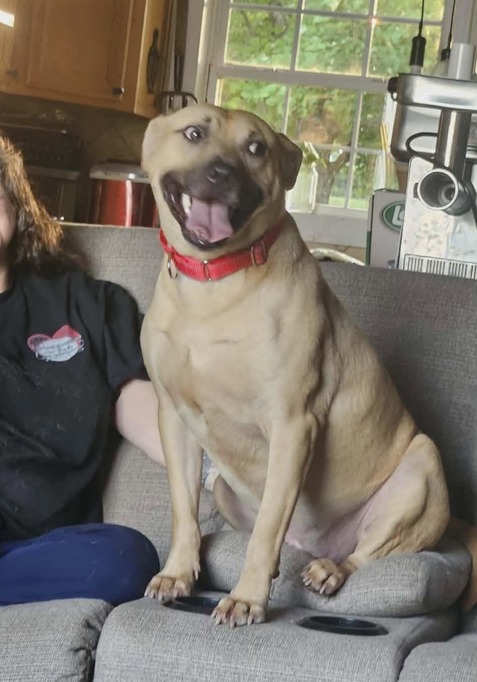 Enlarge Elliott, a ADOPTABLE Mixed Breed in Northwood, NH image 4/6