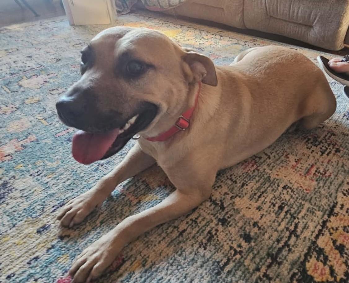 Enlarge Elliott, a ADOPTABLE Mixed Breed in Northwood, NH image 3/6