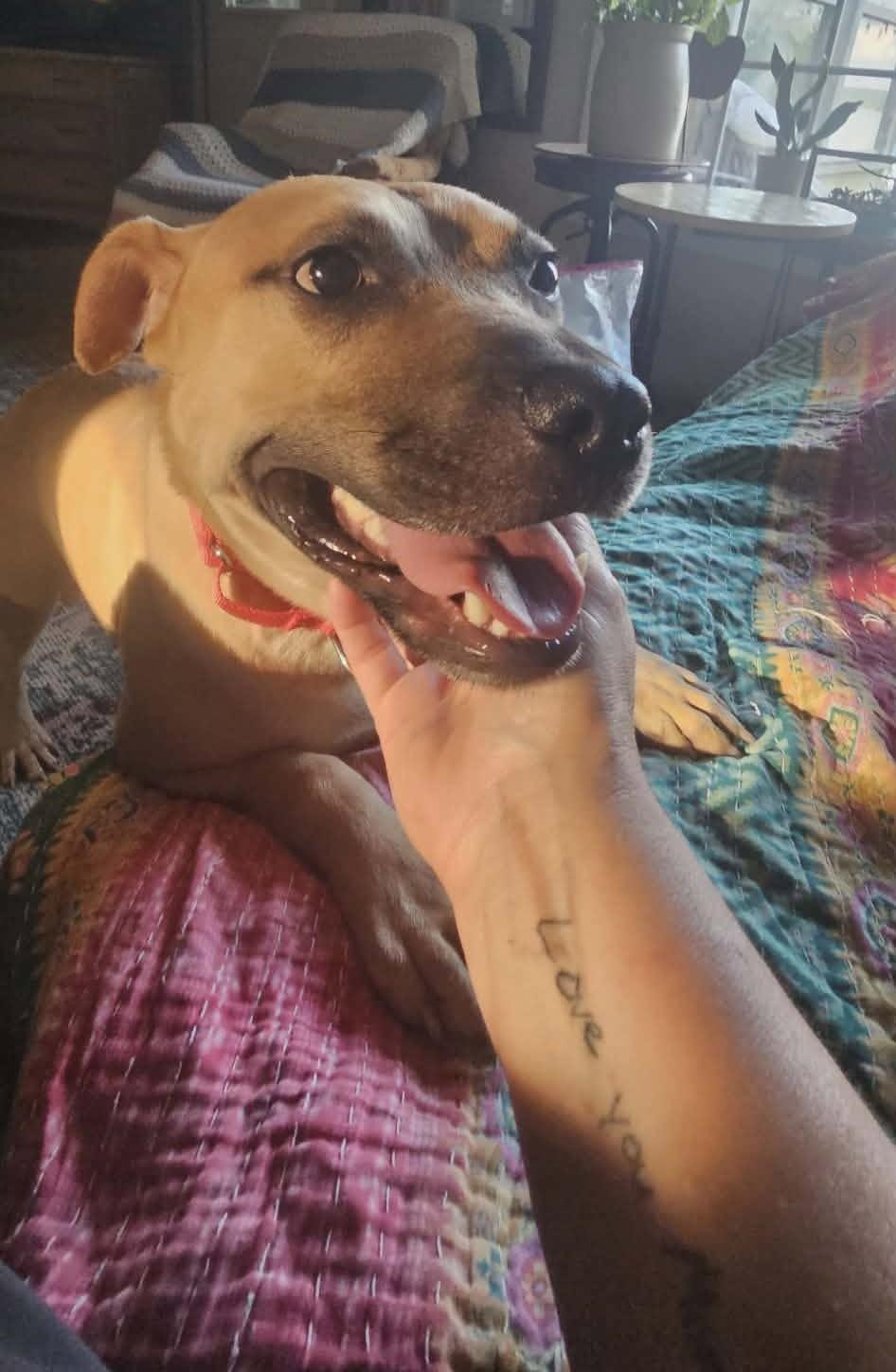 Enlarge Elliott, a ADOPTABLE Mixed Breed in Northwood, NH image 2/6