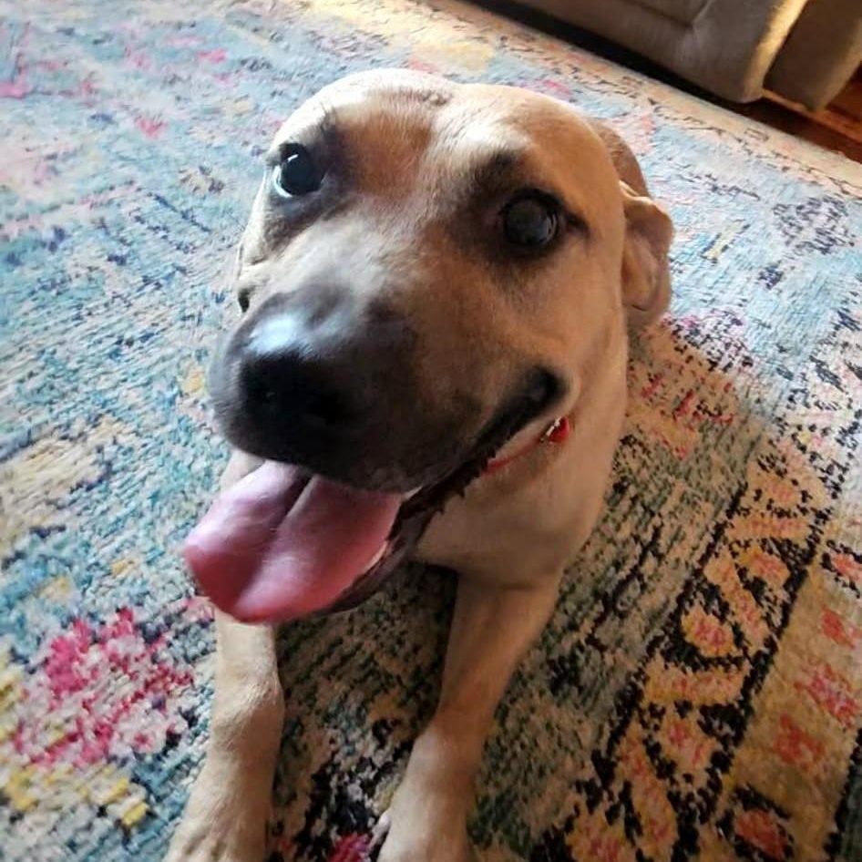 Elliott, ADOPTABLE, Young Male Mixed Breed.