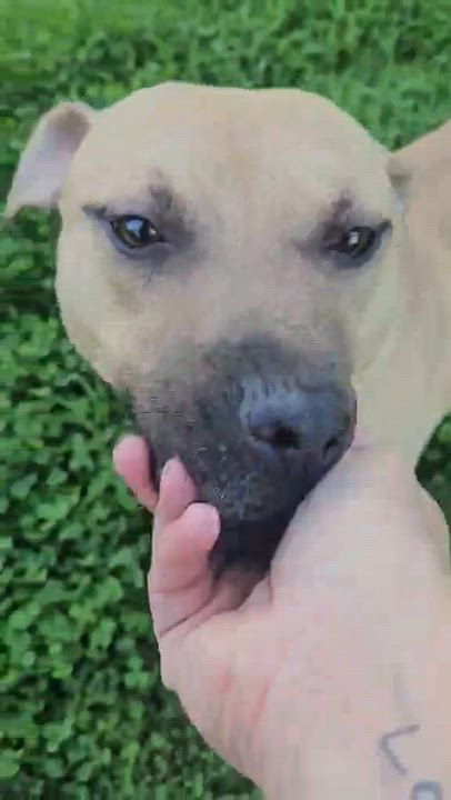 Enlarge Elliott, a ADOPTABLE Mixed Breed in Northwood, NH video 5/6