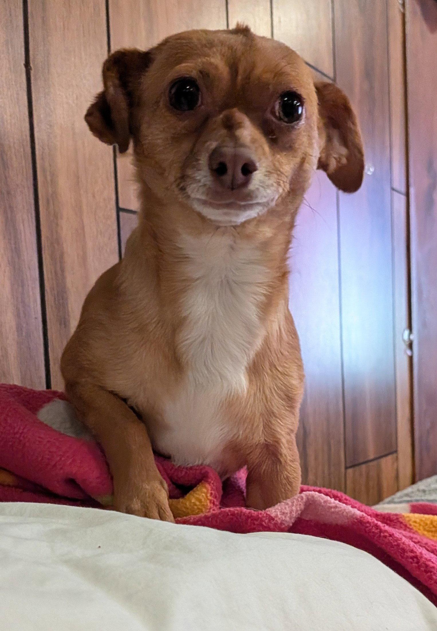 Vija #1, Adoptable, Adult Female Chihuahua.