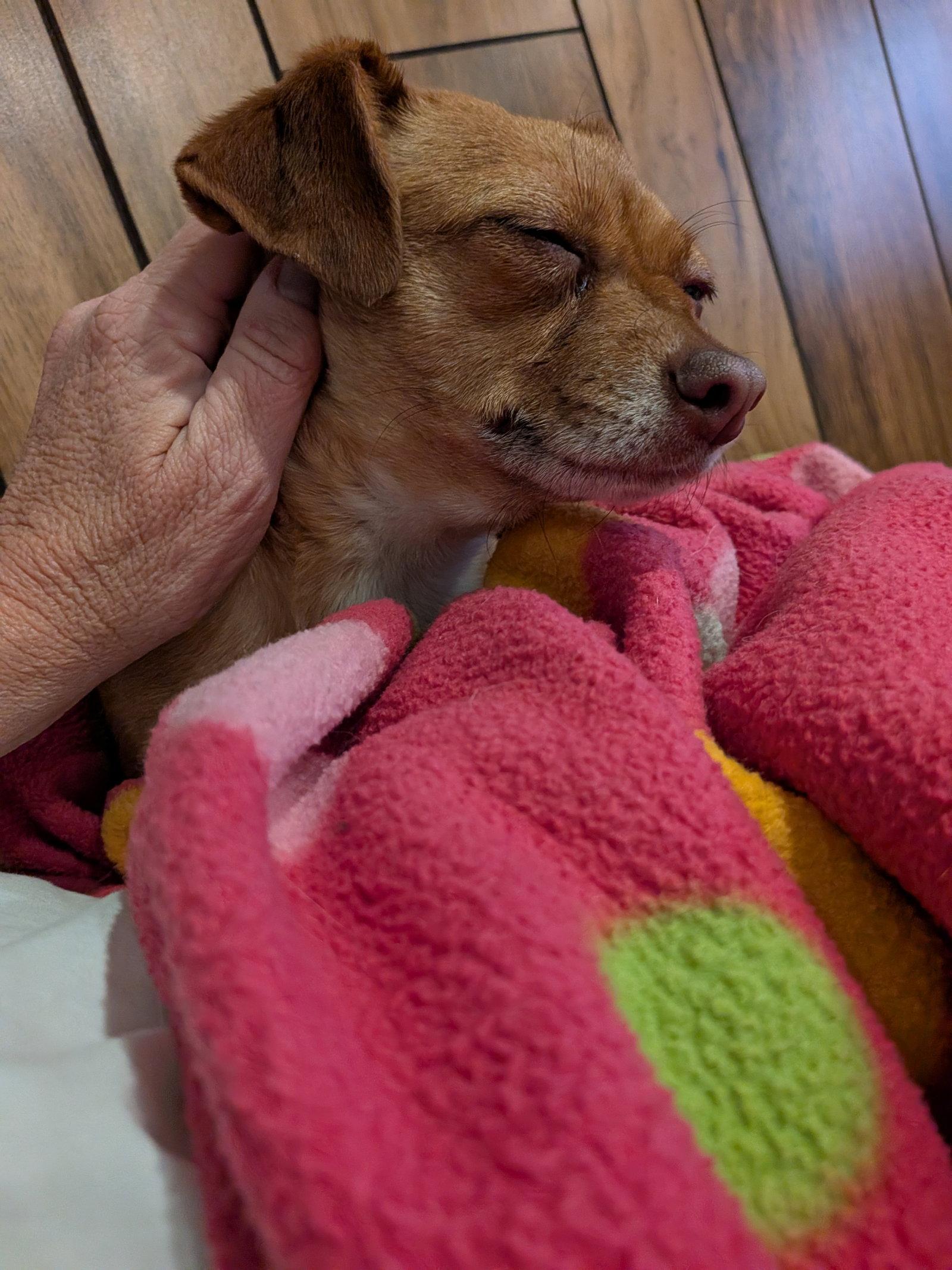 Enlarge Vija #1, a Adoptable Chihuahua in Aurora, CO image 2/3