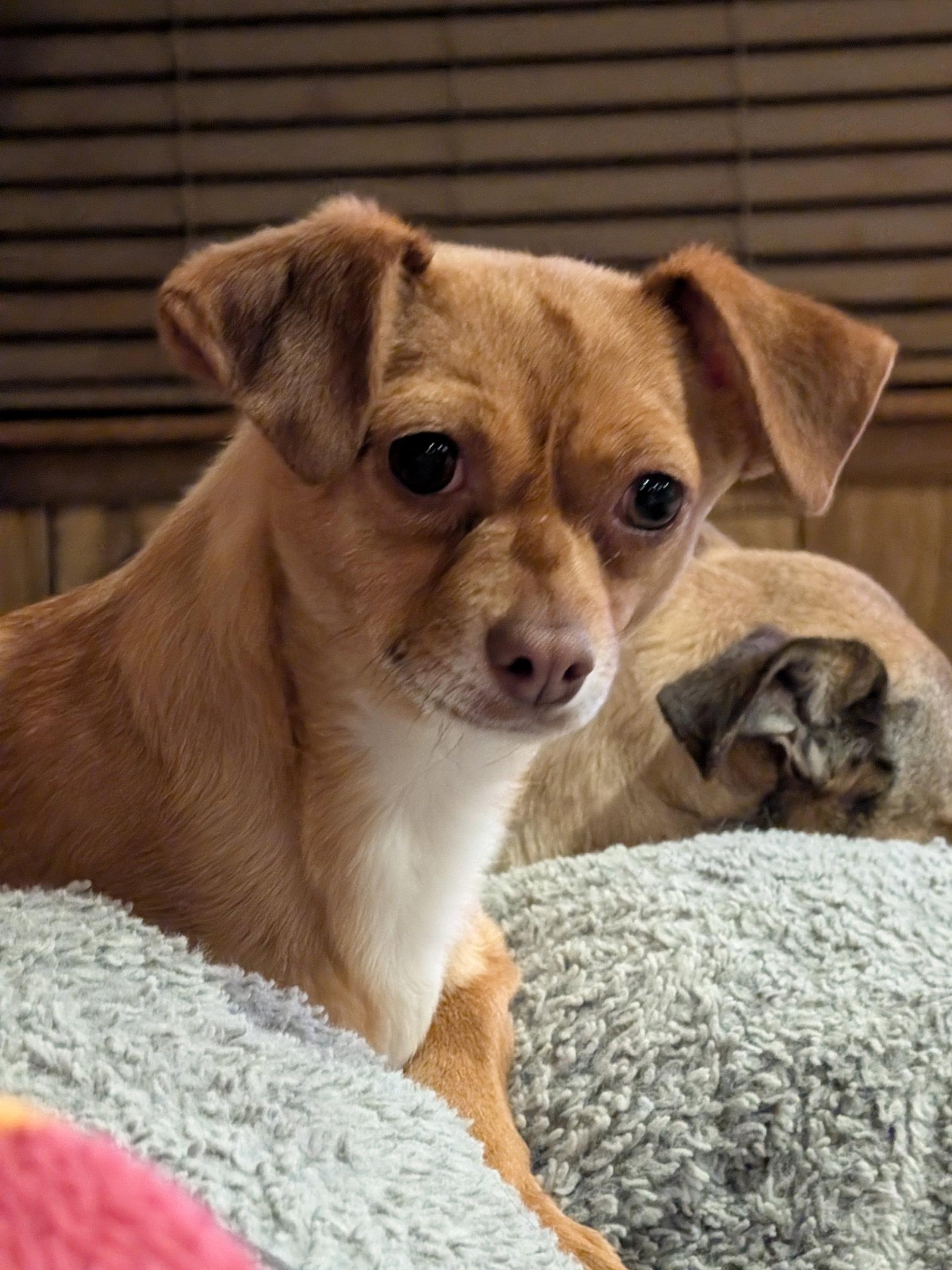 Enlarge Vija #1, a Adoptable Chihuahua in Aurora, CO image 3/3