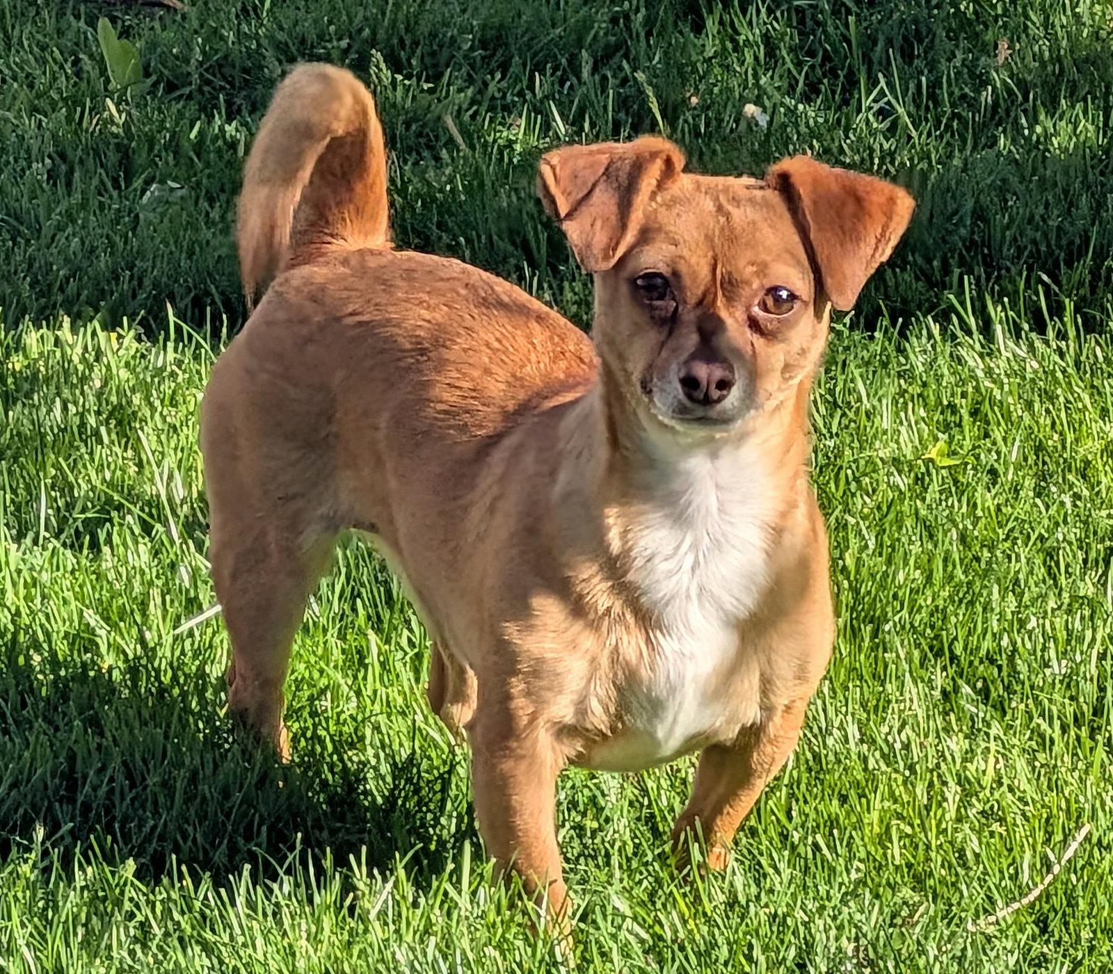 Vija #1, a Adoptable Chihuahua in Aurora, CO image 3/3