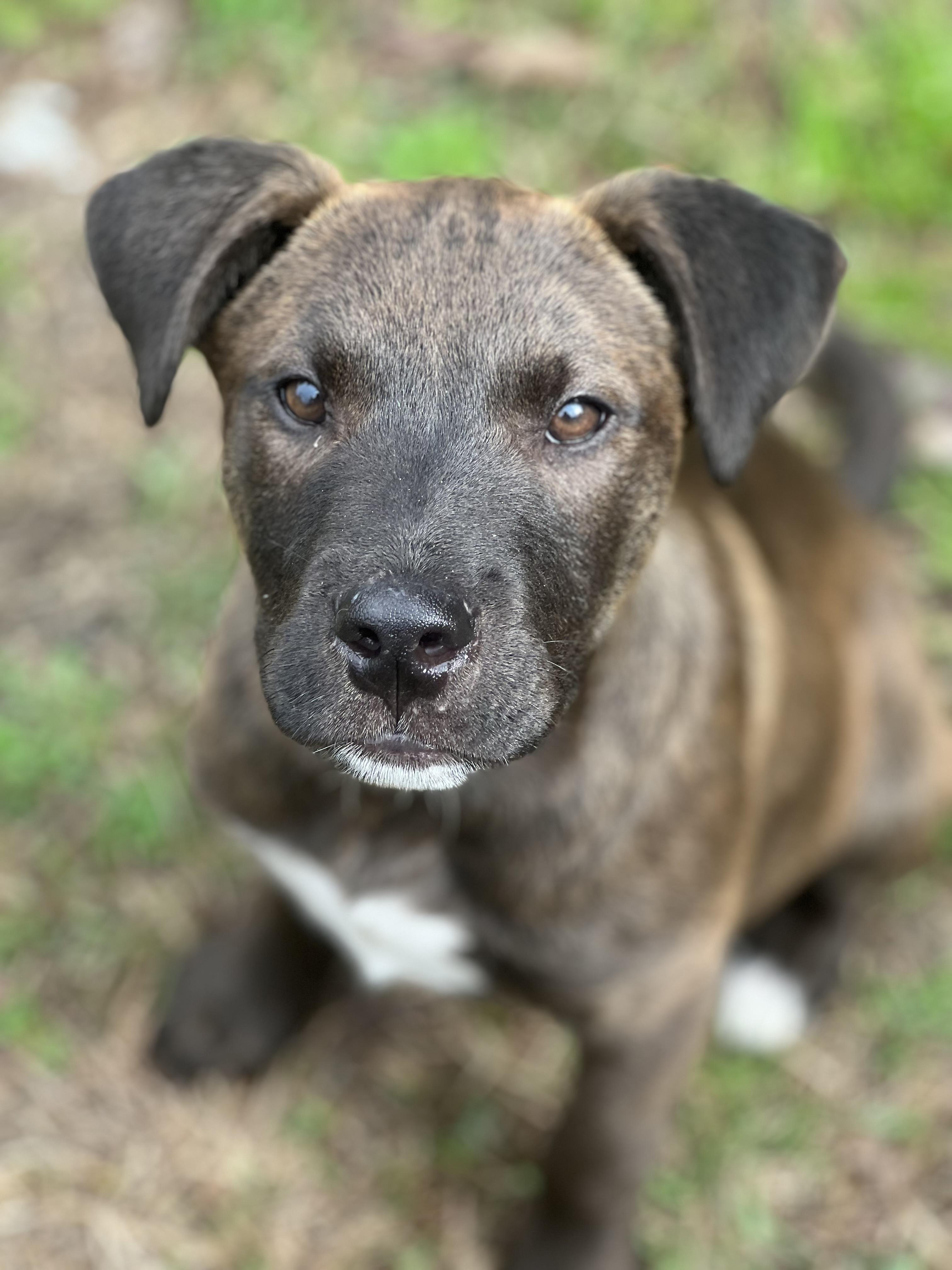 Duke, a Adopted Mixed Breed in Orange Beach, AL image 1/3