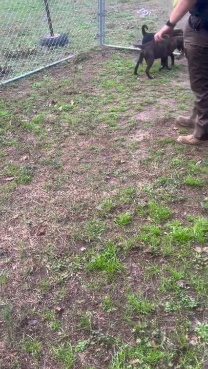 Enlarge Duke, a Adopted Mixed Breed in Orange Beach, AL video 3/3