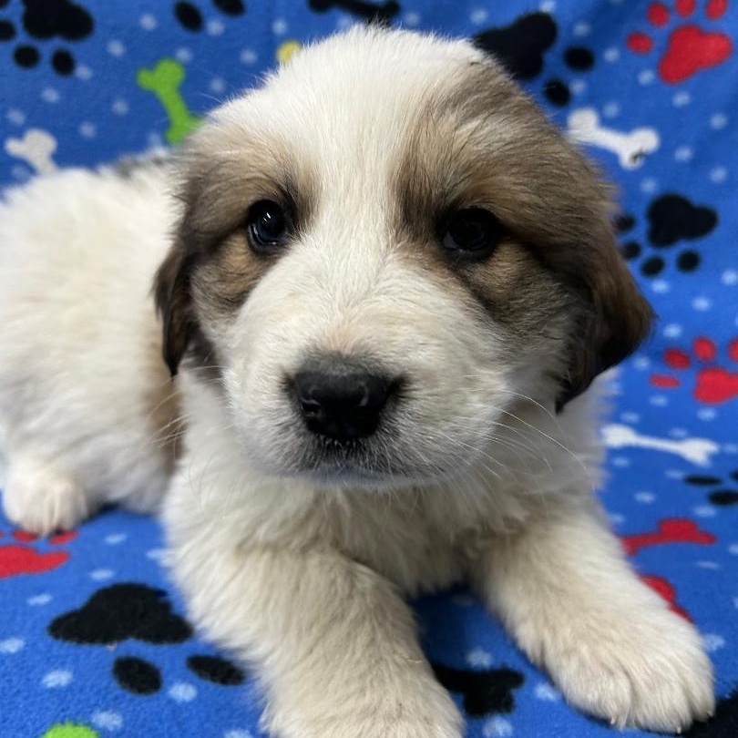 Enlarge Amy, an adopted mixed breed in Bartonsville, PA image 3/5