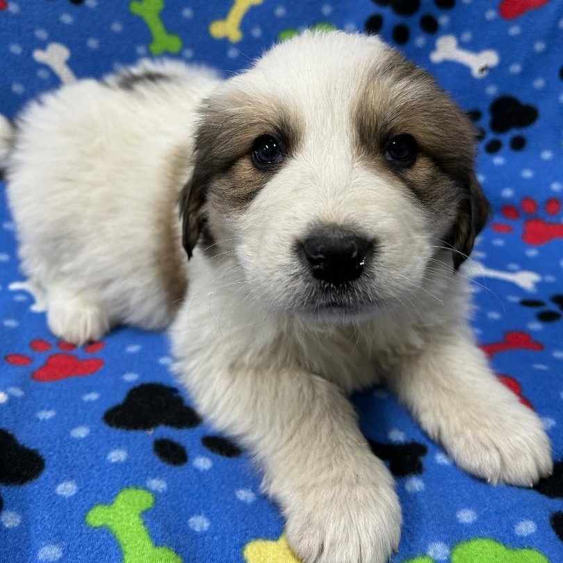 Enlarge Amy, an adopted mixed breed in Bartonsville, PA image 1/5