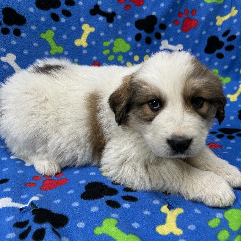 Enlarge Amy, an adopted mixed breed in Bartonsville, PA image 2/5