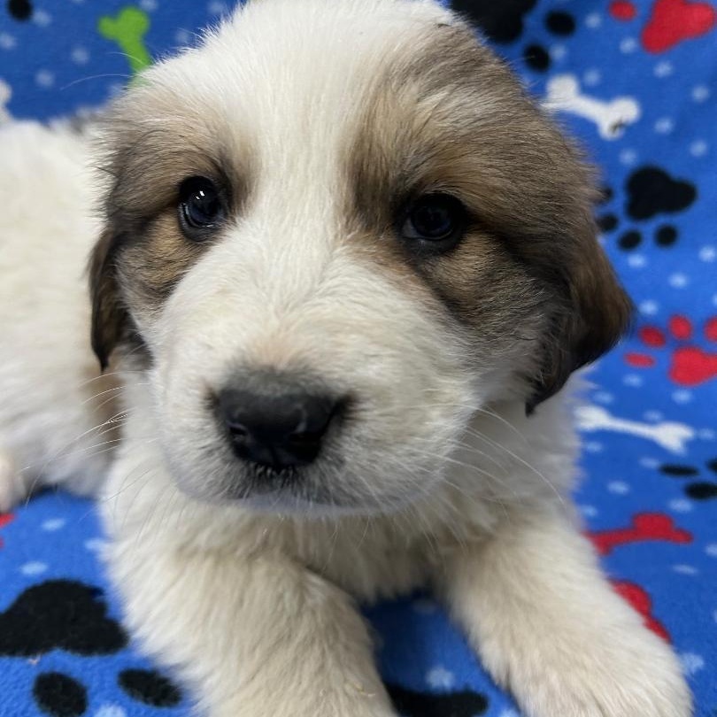 Enlarge Amy, an adopted mixed breed in Bartonsville, PA image 4/5