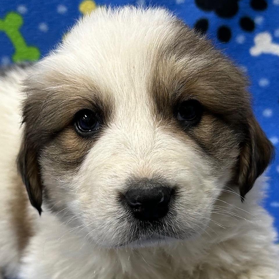 Enlarge Amy, an adopted mixed breed in Bartonsville, PA image 5/5