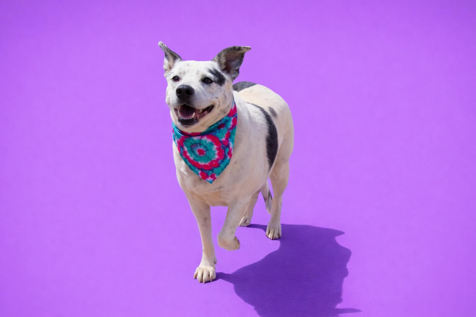 Blue, Adoptable, Adult Male Australian Cattle Dog / Blue Heeler.