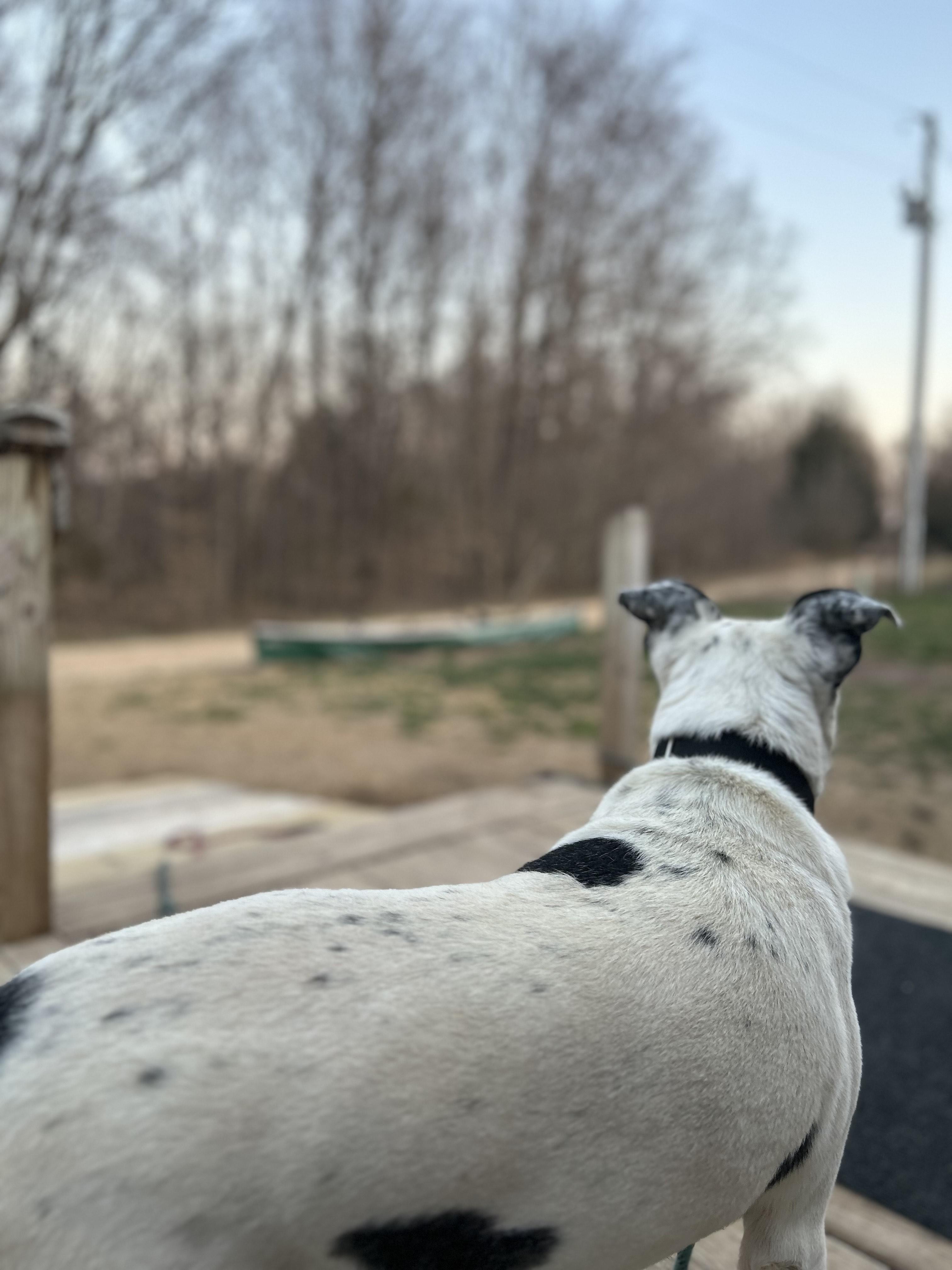 Blue, a Adoptable mixed breed in Scottsville, KY image 2/5