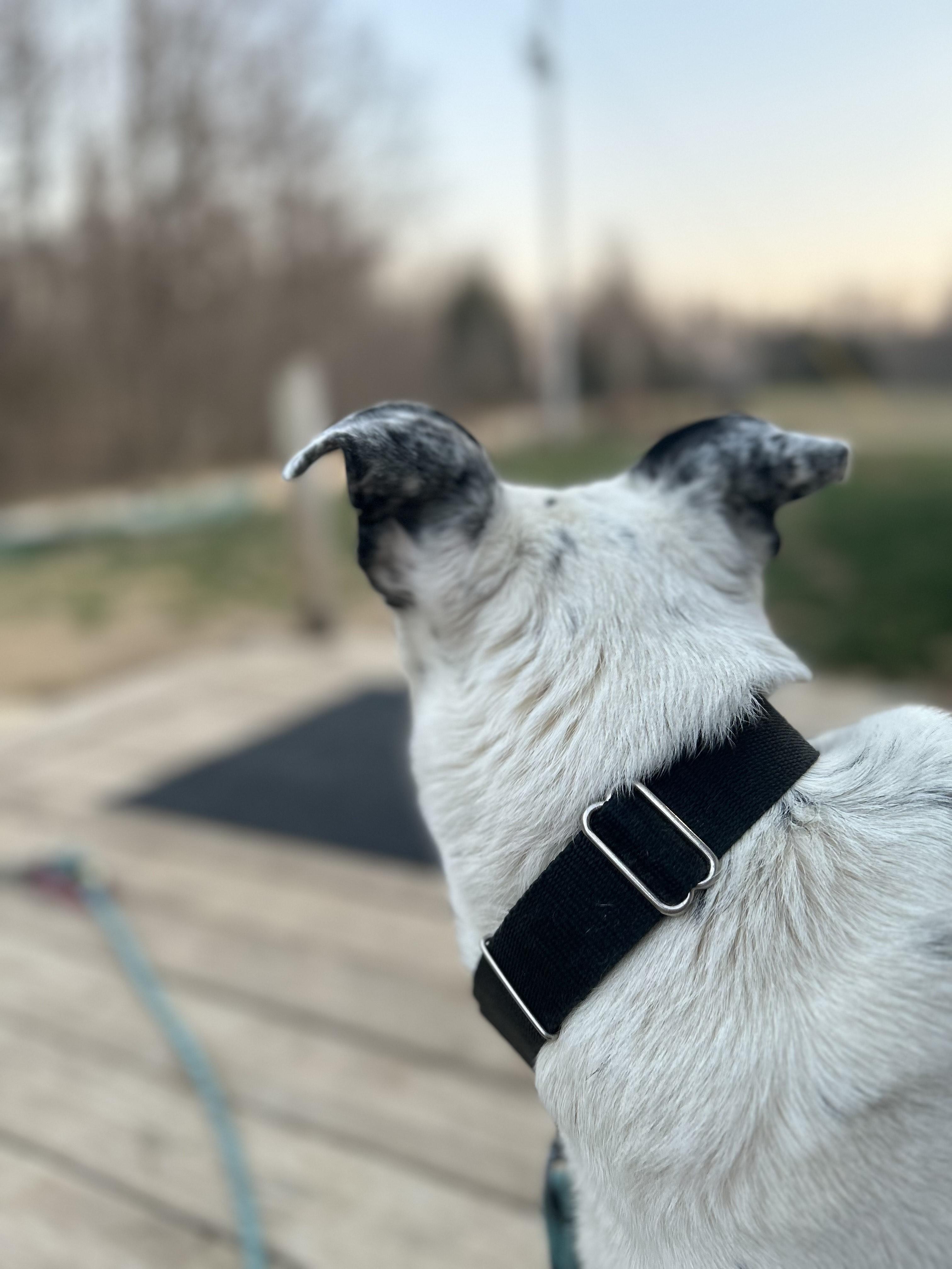 Blue, a Adoptable mixed breed in Scottsville, KY image 3/5