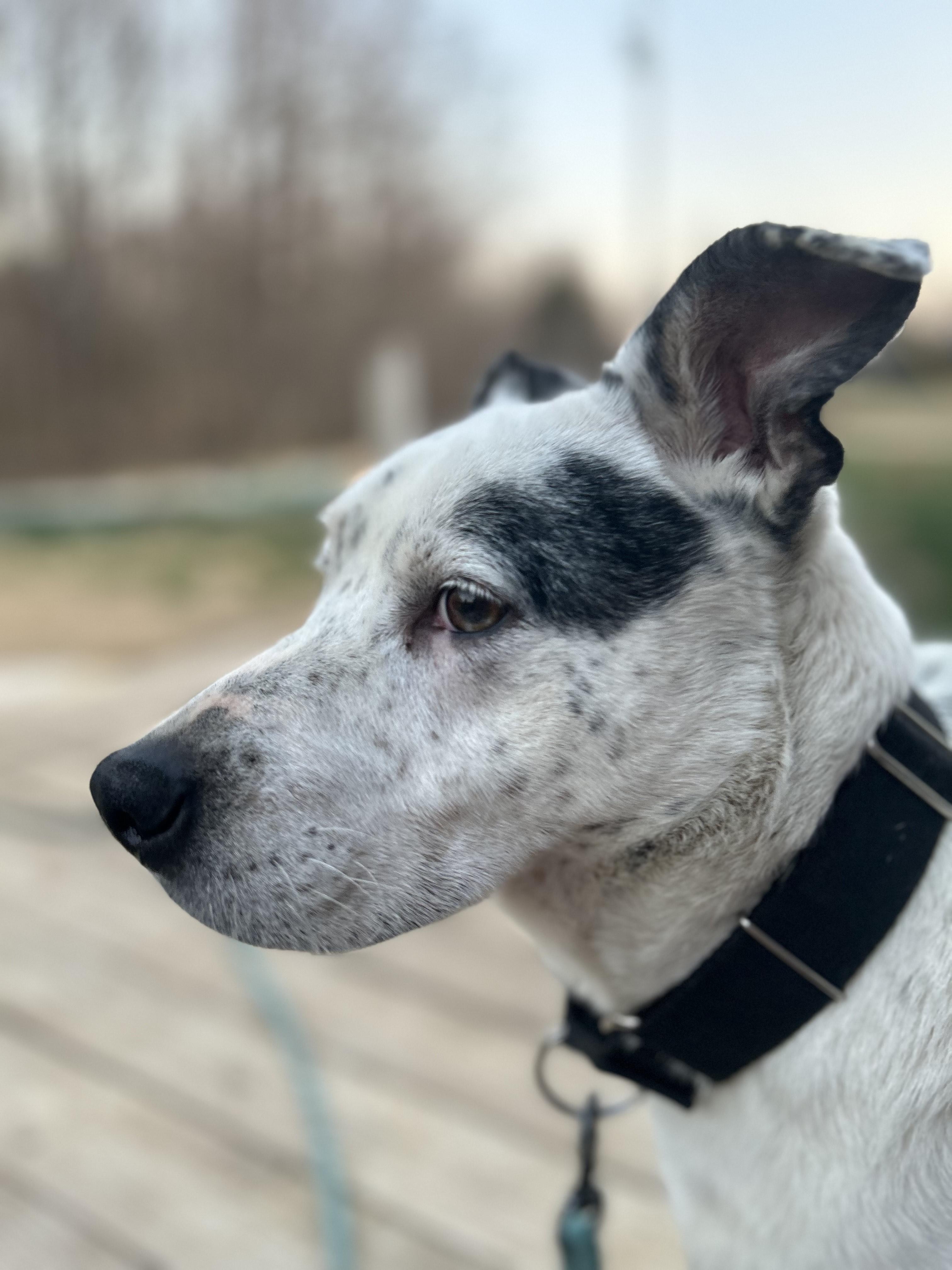 Blue, Adoptable, Adult Male Australian Cattle Dog / Blue Heeler.