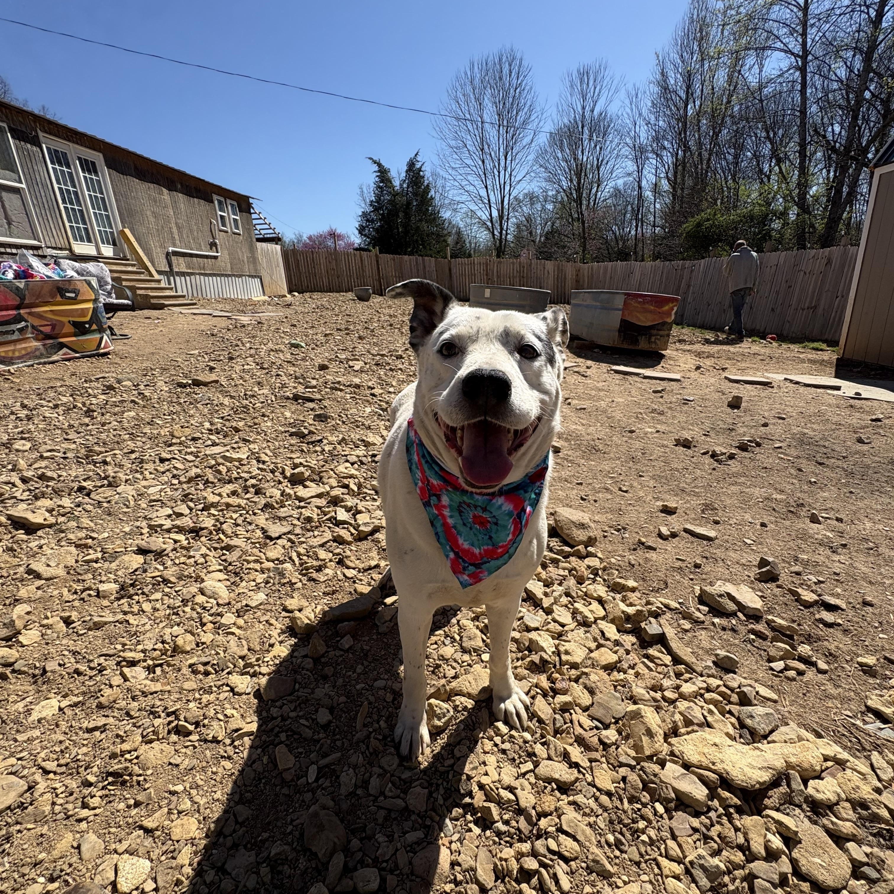 Enlarge Blue, a Adoptable Australian Cattle Dog / Blue Heeler in Scottsville, KY image 2/4