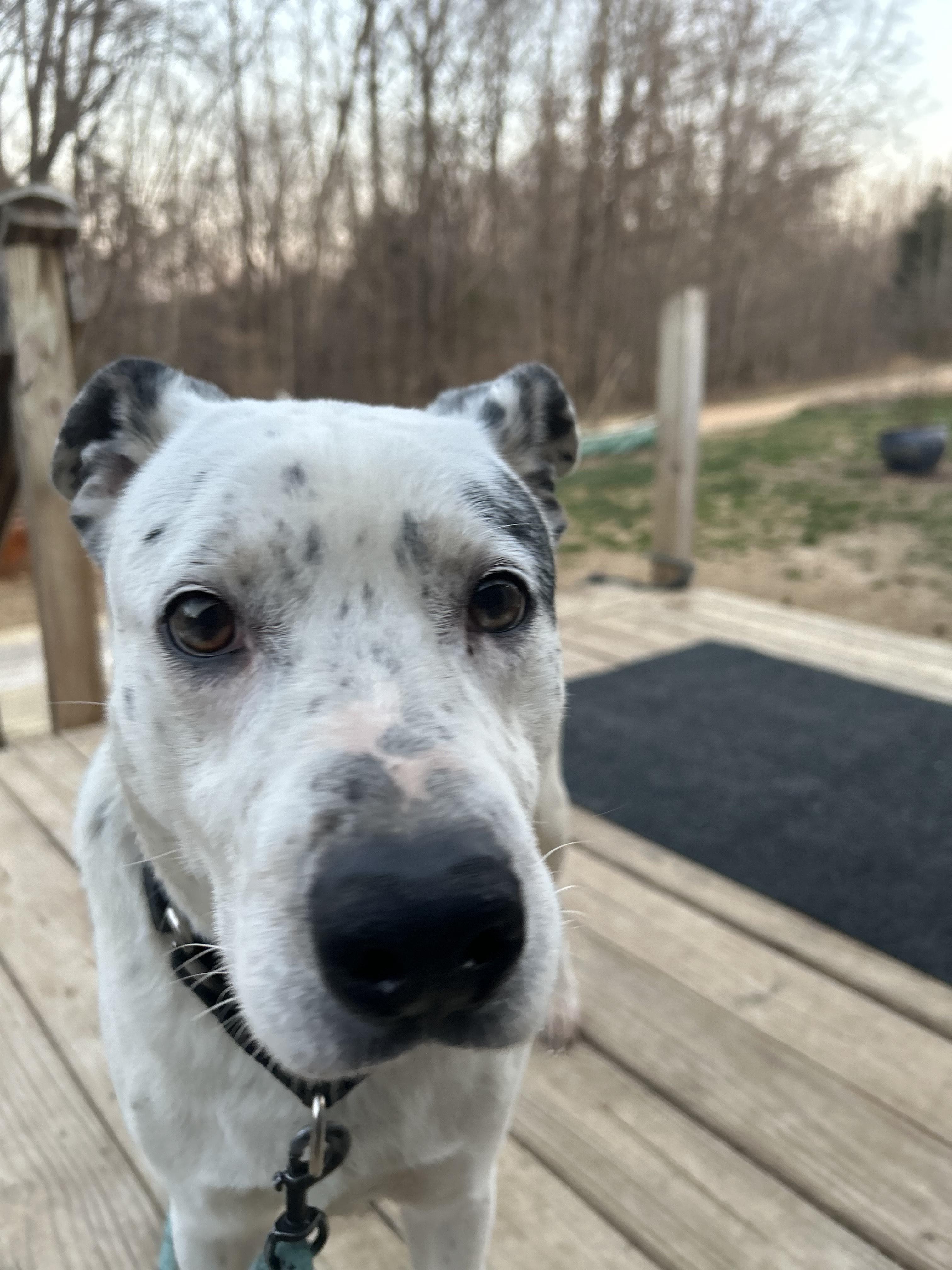 Blue, a Adoptable mixed breed in Scottsville, KY image 4/5