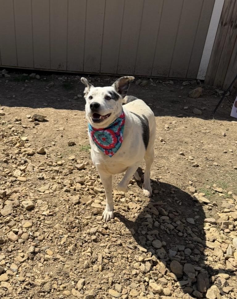 Enlarge Blue, a Adoptable Australian Cattle Dog / Blue Heeler in Scottsville, KY image 4/4