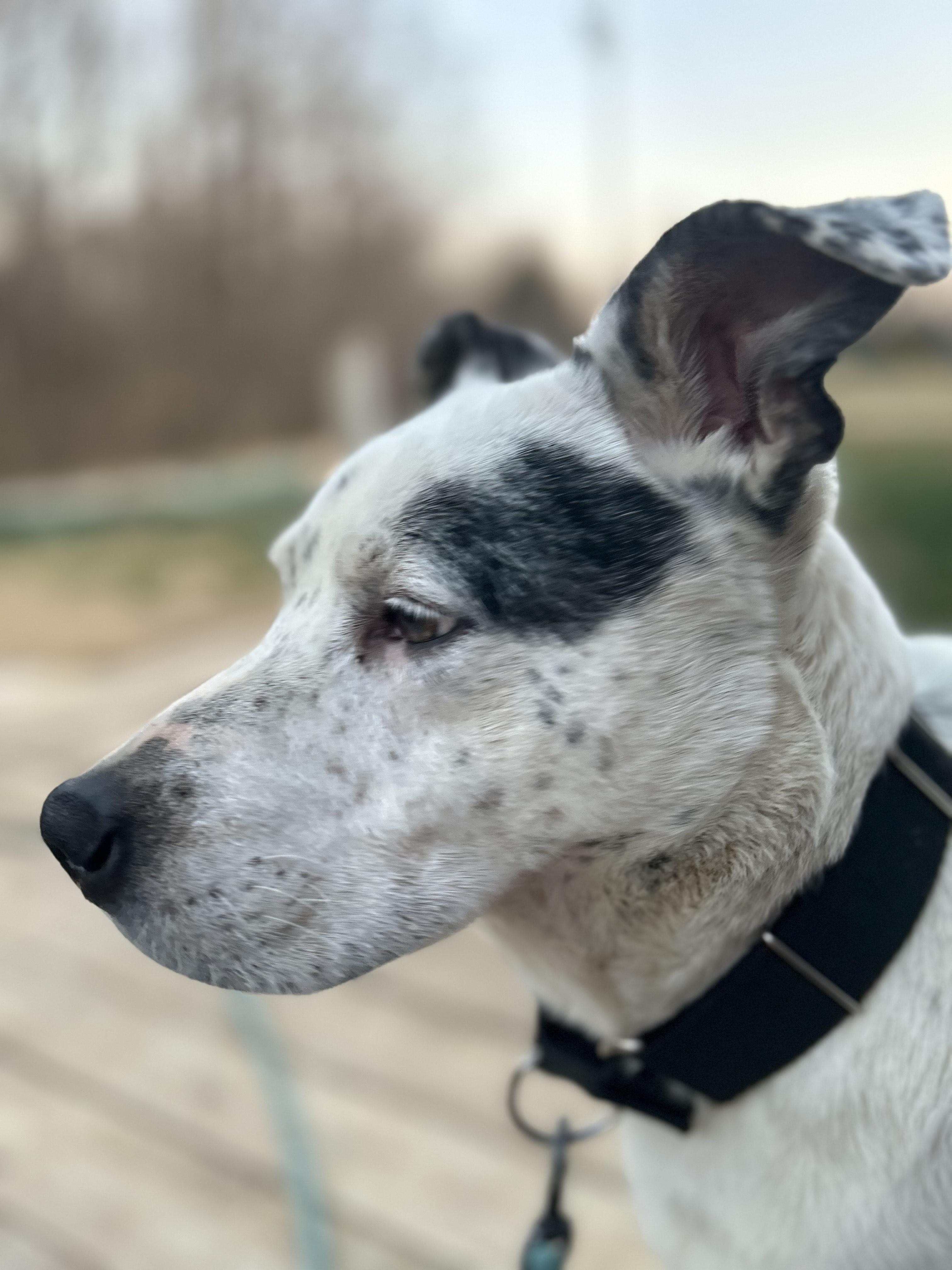 Blue, a Adoptable mixed breed in Scottsville, KY image 5/5