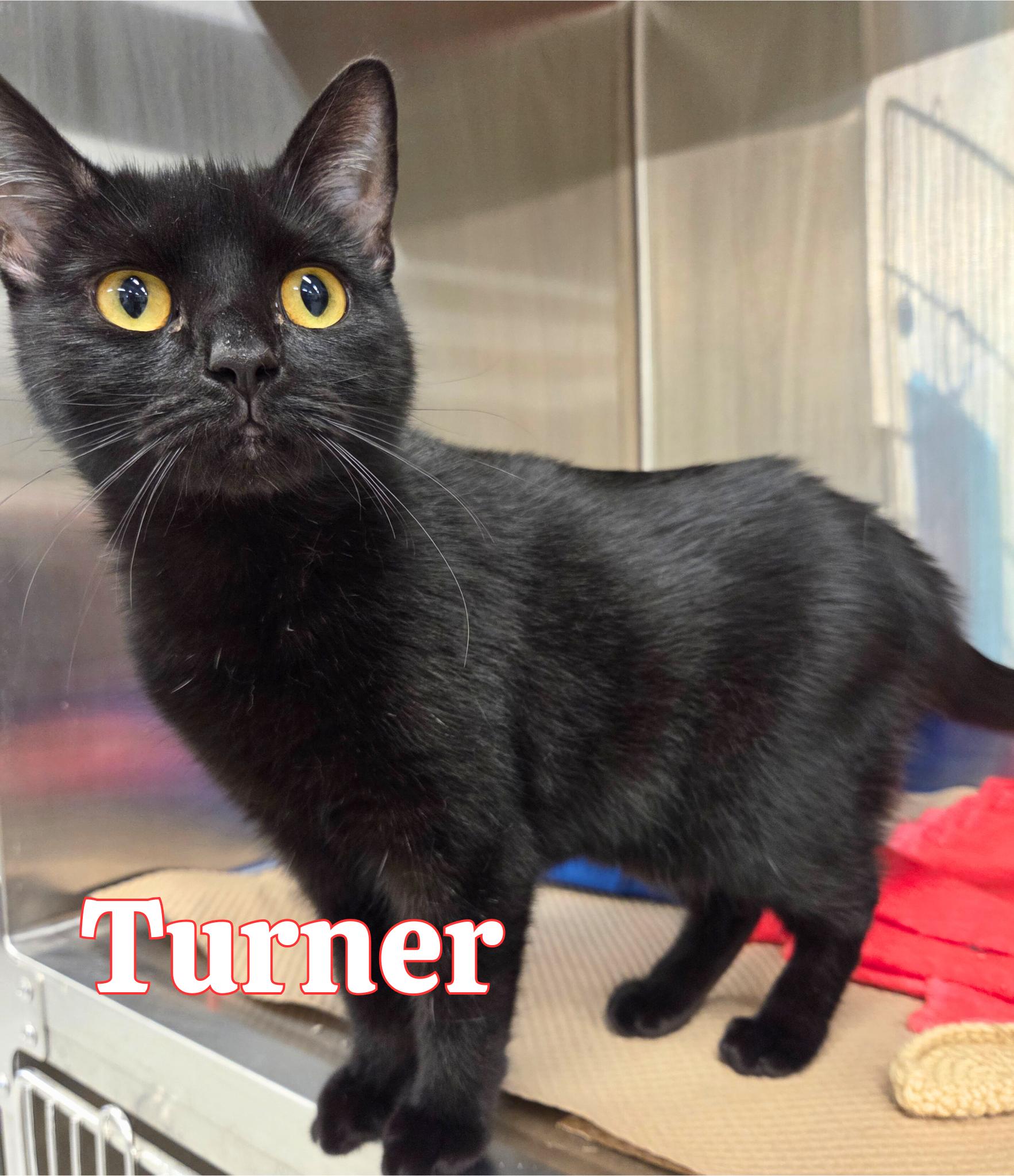 Turner, adoptable, Kitten Male Domestic Short Hair.
