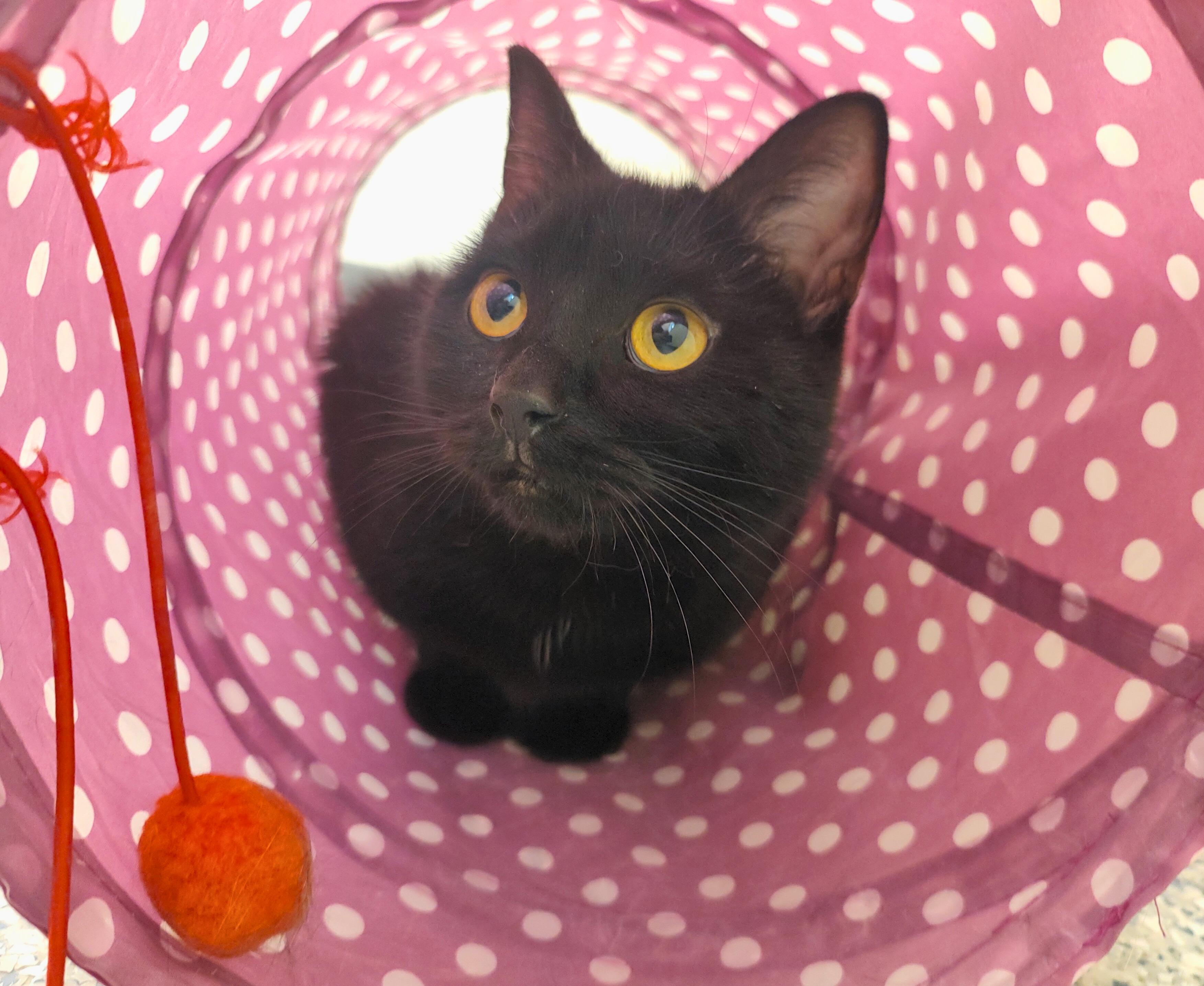 Enlarge Turner, an adoptable Domestic Short Hair in Nevada, IA image 3/4