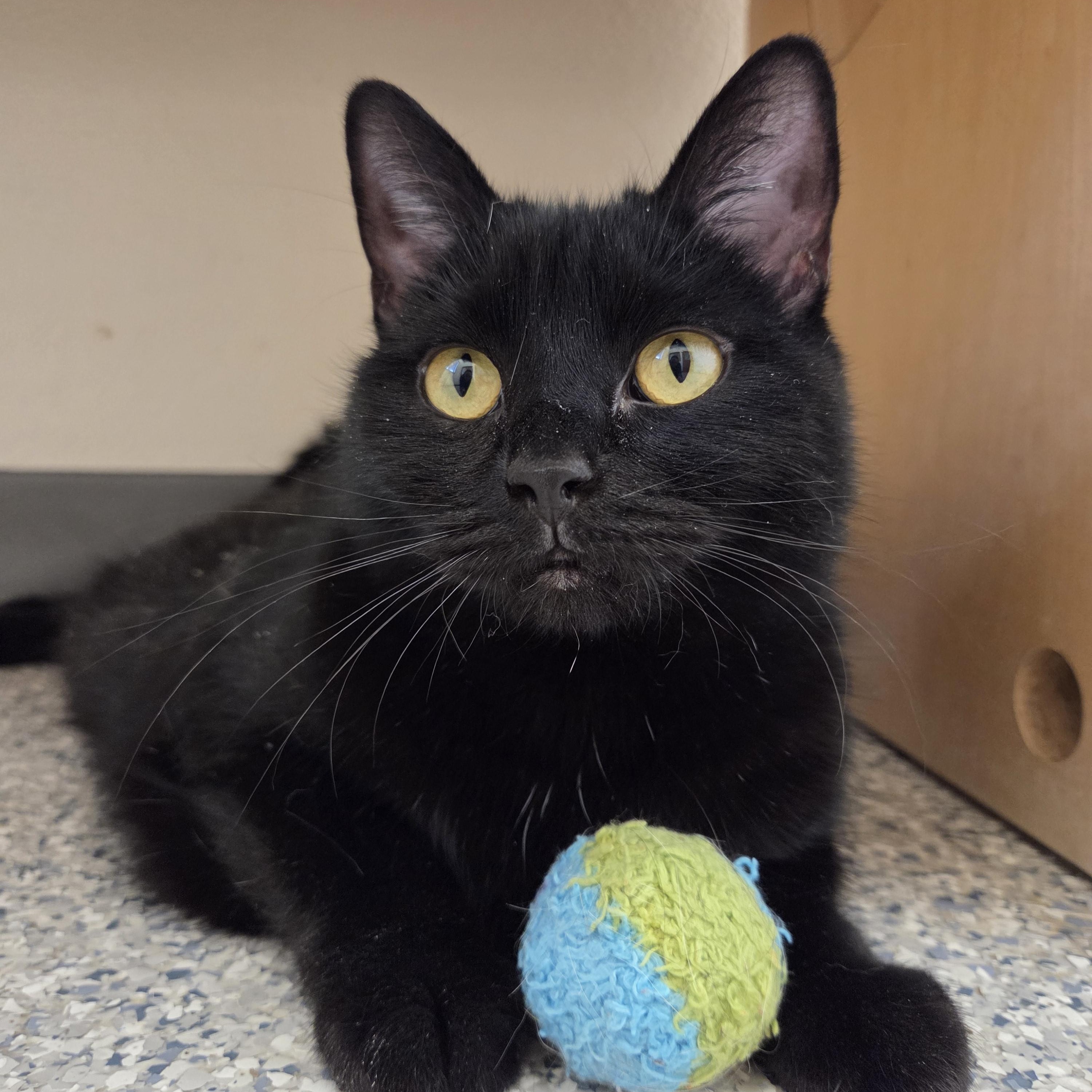 Enlarge Turner, an adopted Domestic Short Hair in Nevada, IA image 2/4