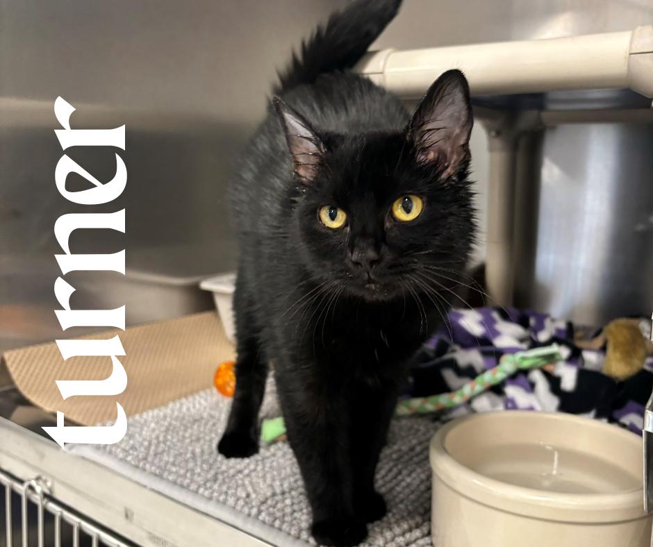 Enlarge Turner, an adoptable Domestic Short Hair in Nevada, IA image 4/4