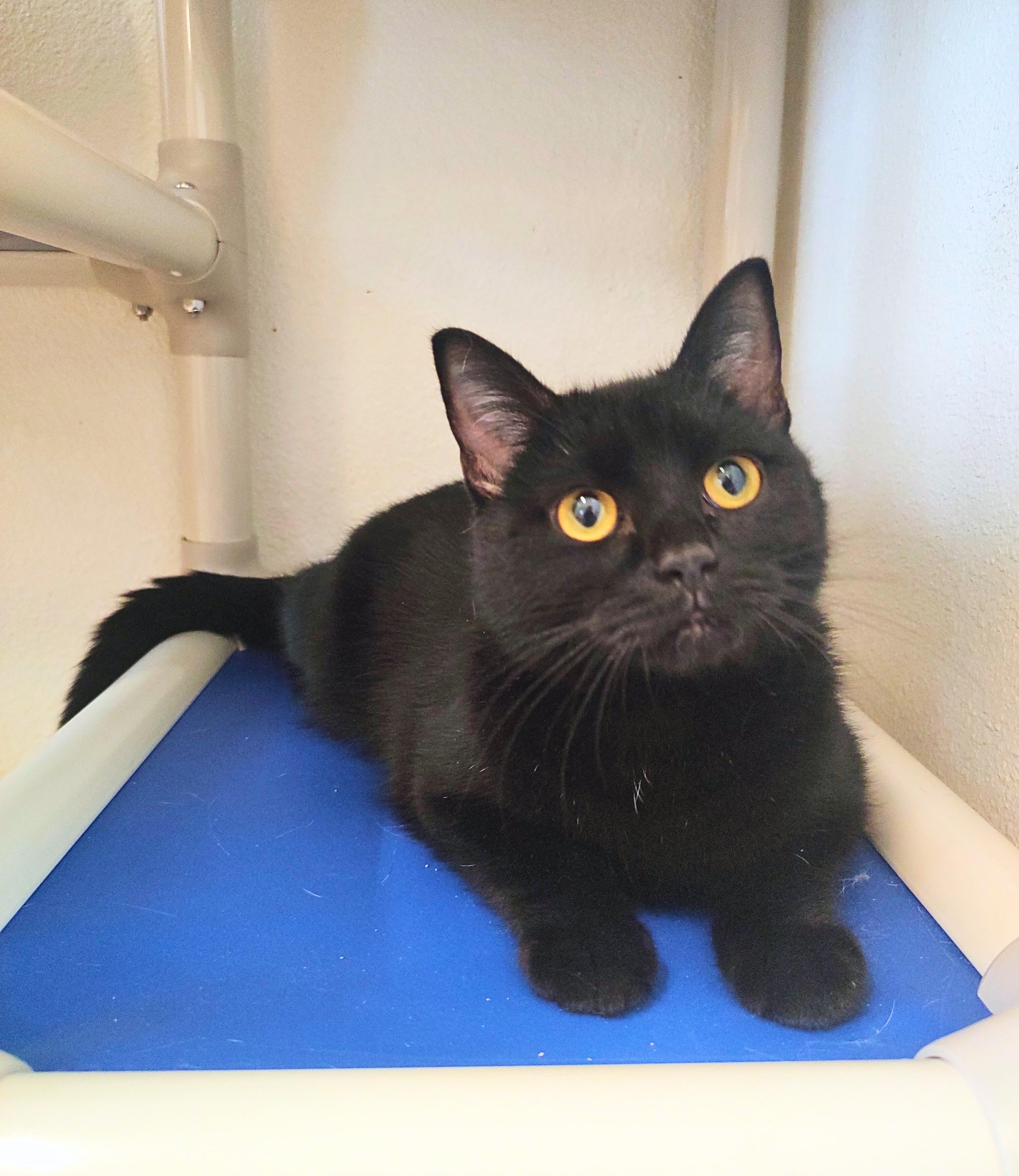 Enlarge Turner, an adoptable Domestic Short Hair in Nevada, IA image 2/4