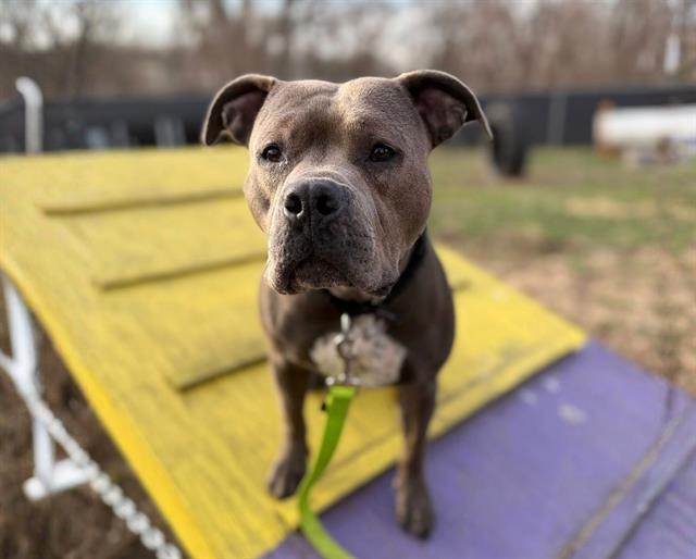 BABY BLUE, Adoptable, Adult Female Boxer & Mixed Breed.