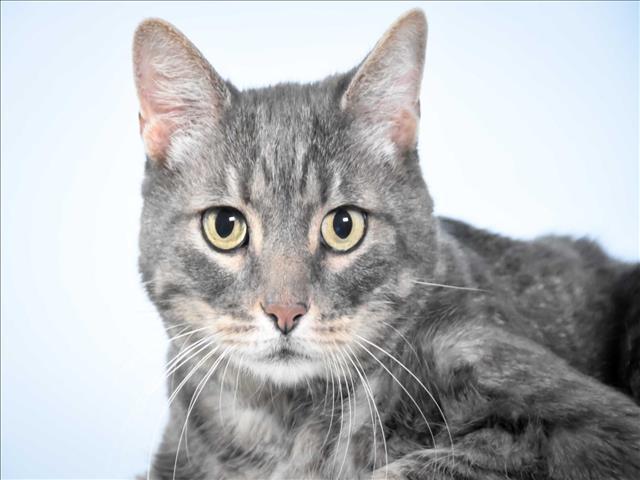 ROMEO, Adoptable, Adult Male Domestic Short Hair.