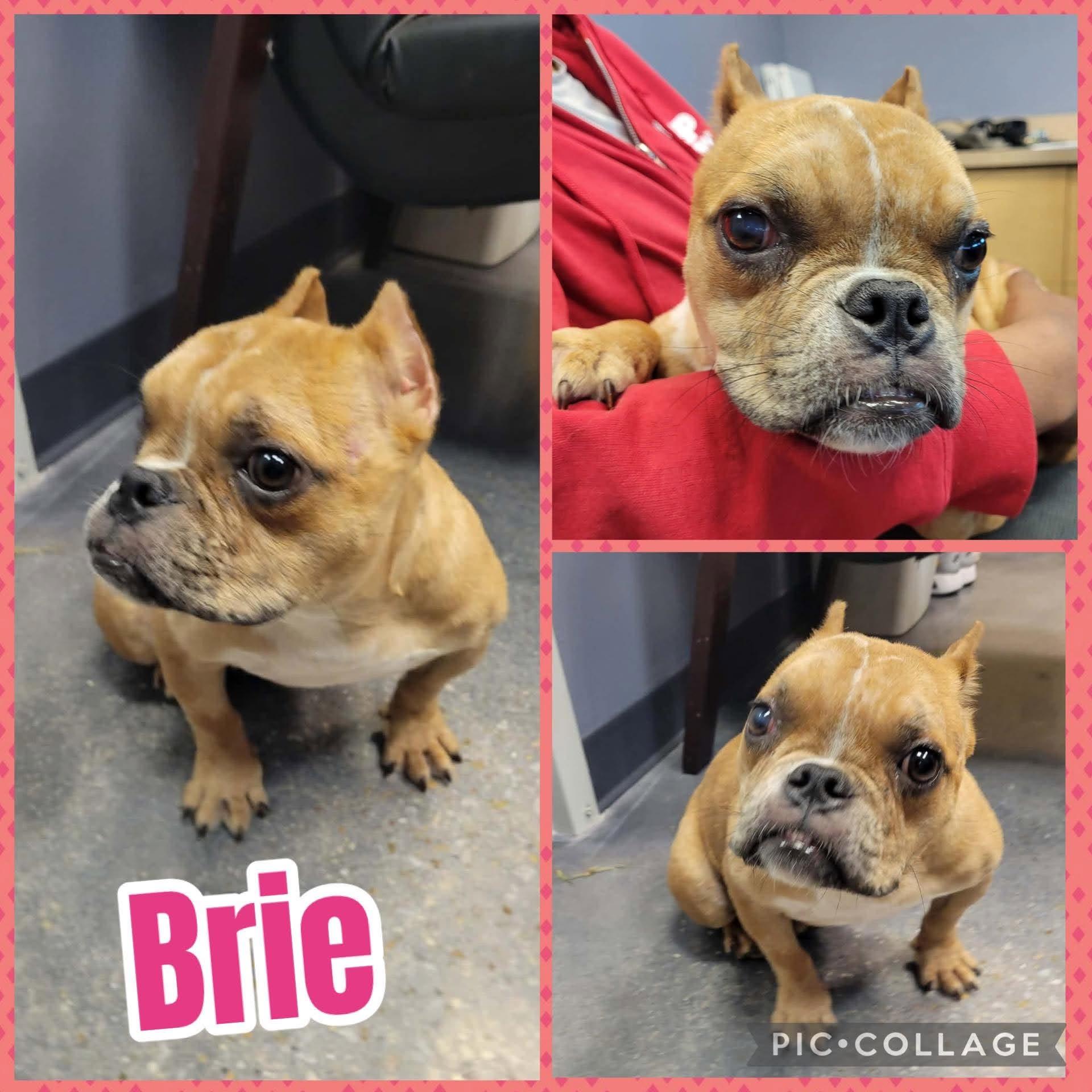 Enlarge Brie, an adopted mixed breed in Ringwood, NJ image 1/1