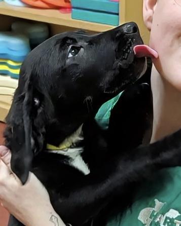 Enlarge Harriet, an adopted Labrador Retriever in POTOMAC, MD image 4/4