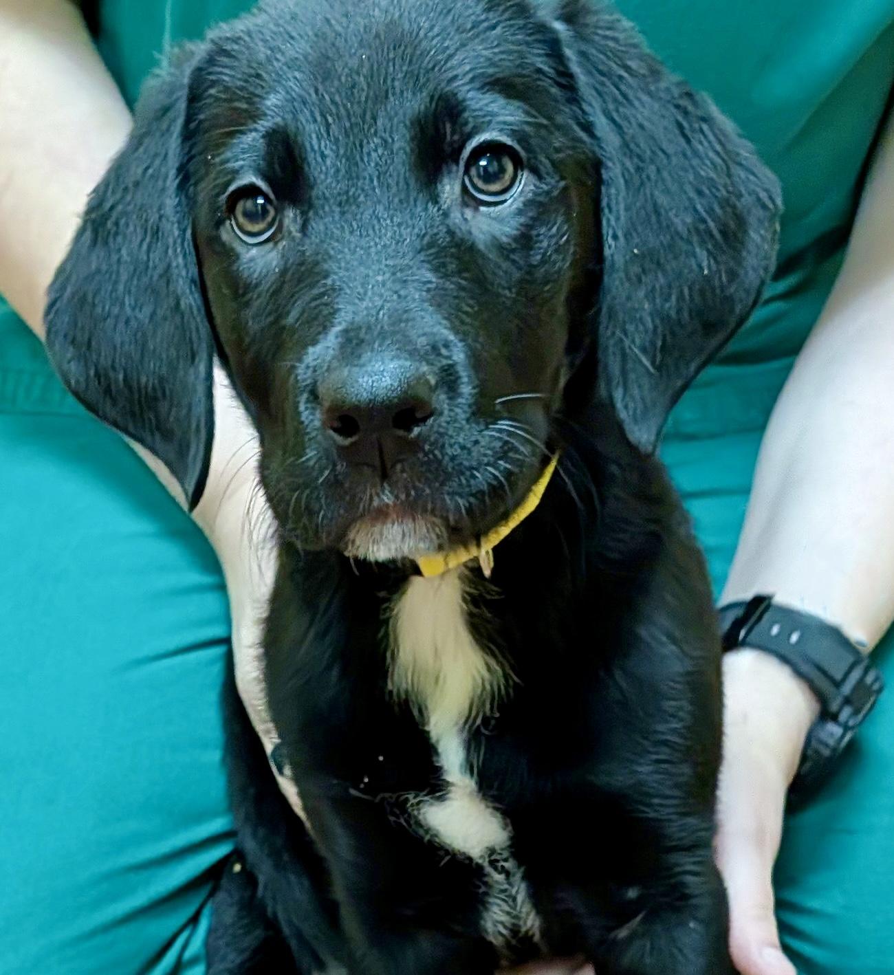 Enlarge Harriet, an adopted Labrador Retriever in POTOMAC, MD image 2/4