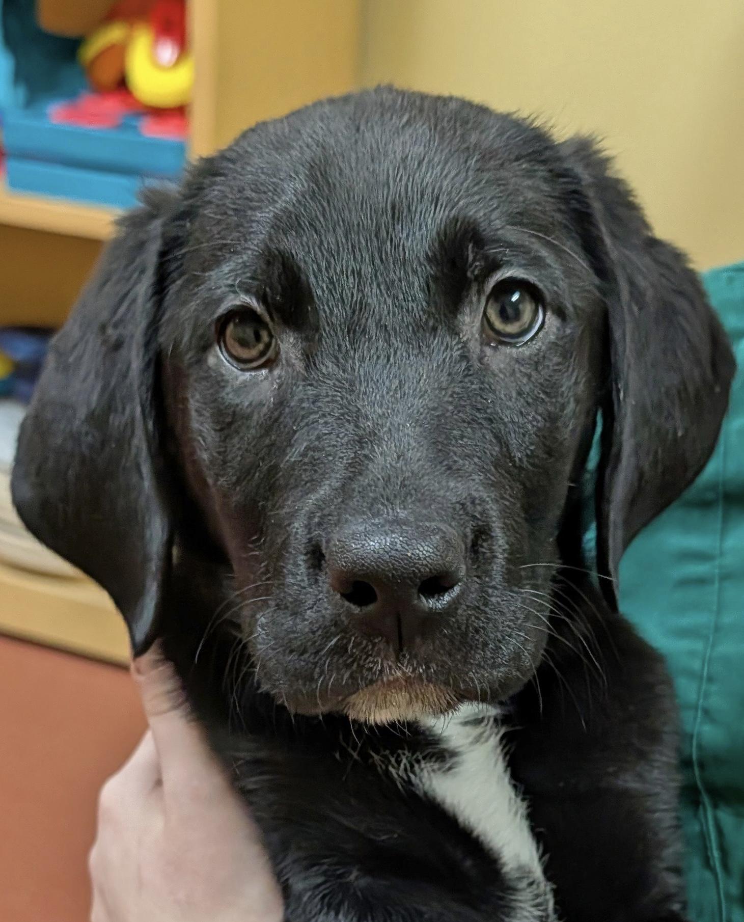 Enlarge Harriet, an adopted Labrador Retriever in POTOMAC, MD image 3/4
