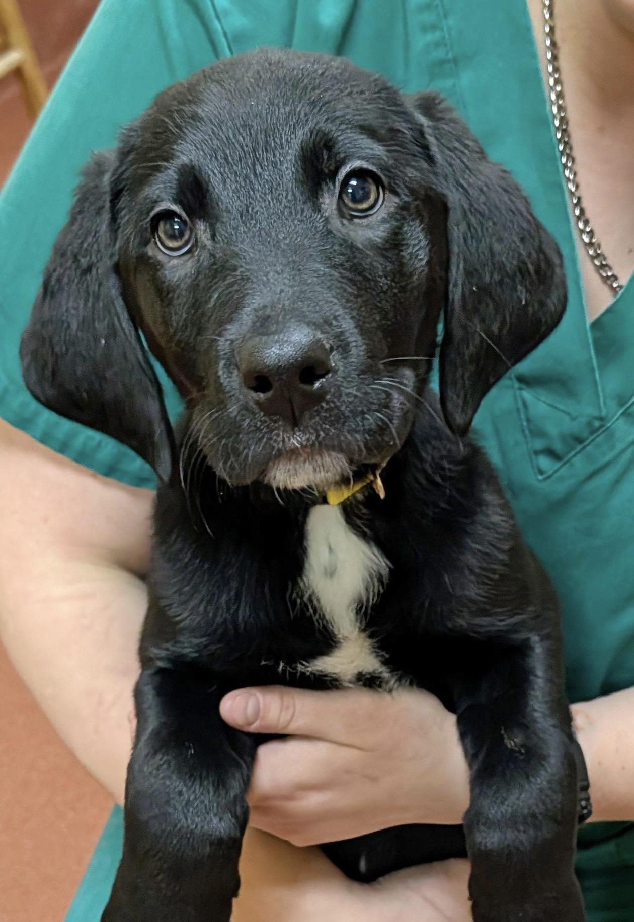 Enlarge Harriet, an adopted Labrador Retriever in POTOMAC, MD image 1/4