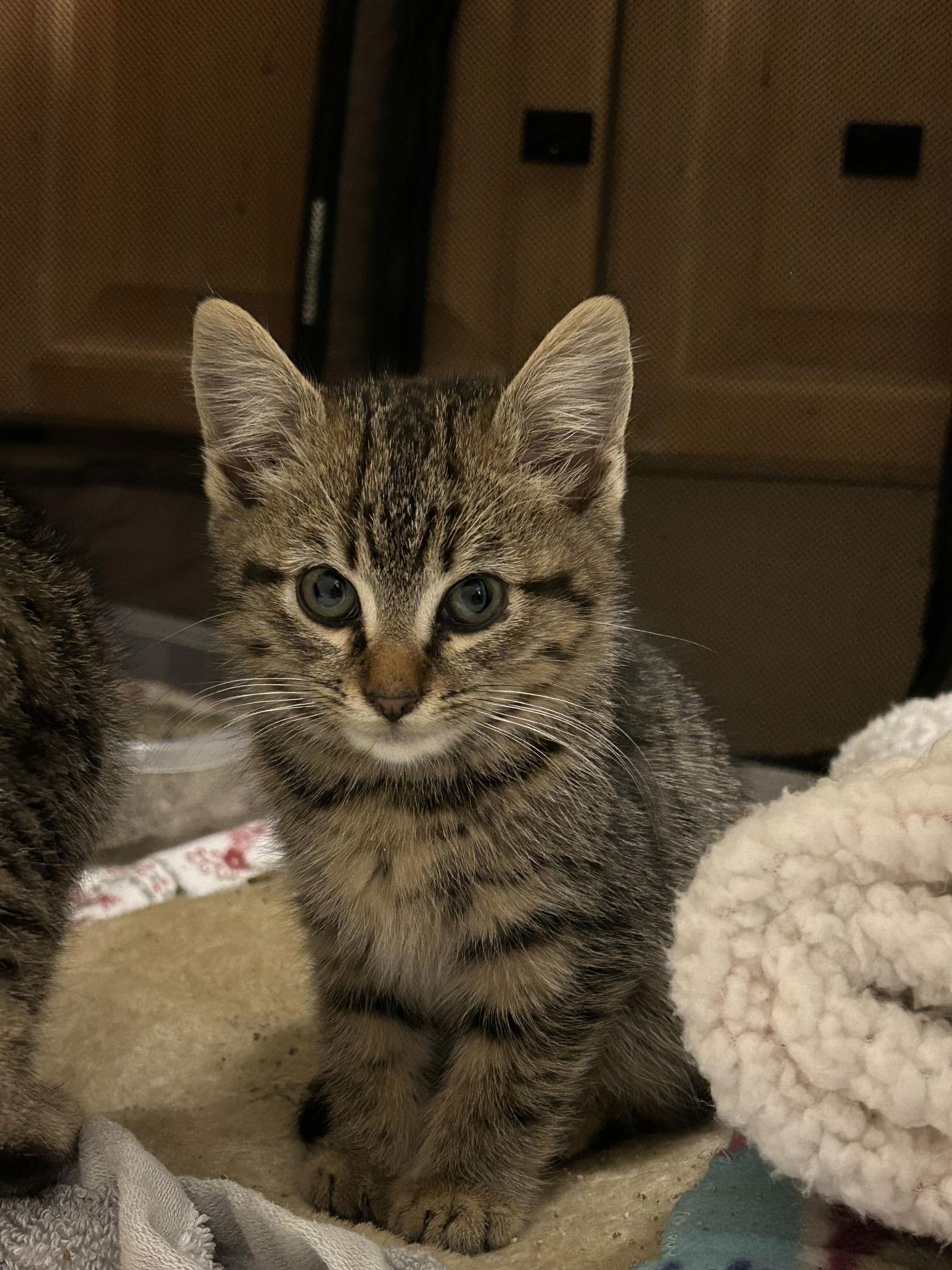 Enlarge Spice, a Adoptable Domestic Medium Hair in Alpharetta, GA image 1/3