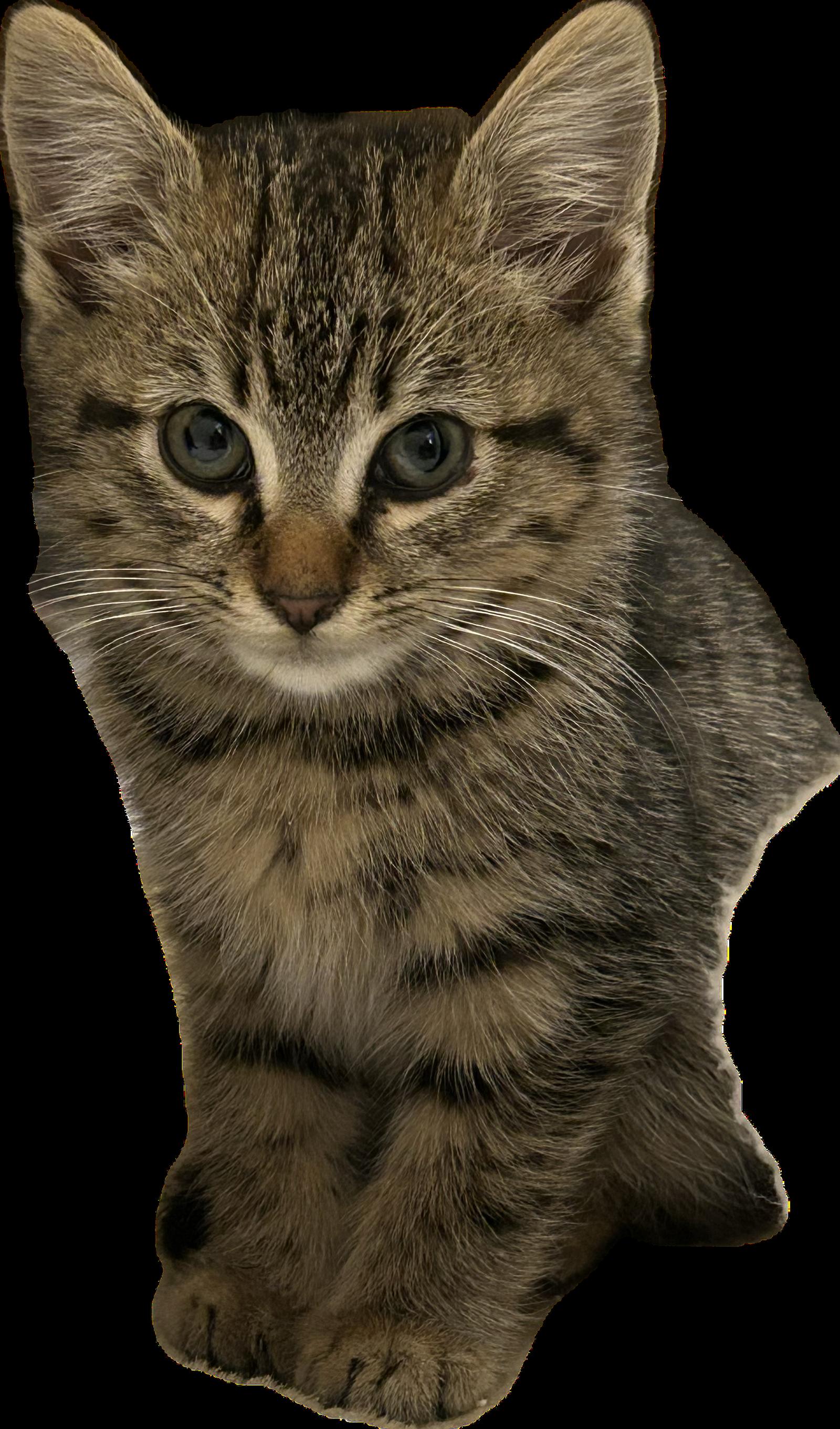 Enlarge Spice, a Adoptable Domestic Medium Hair in Alpharetta, GA image 2/3