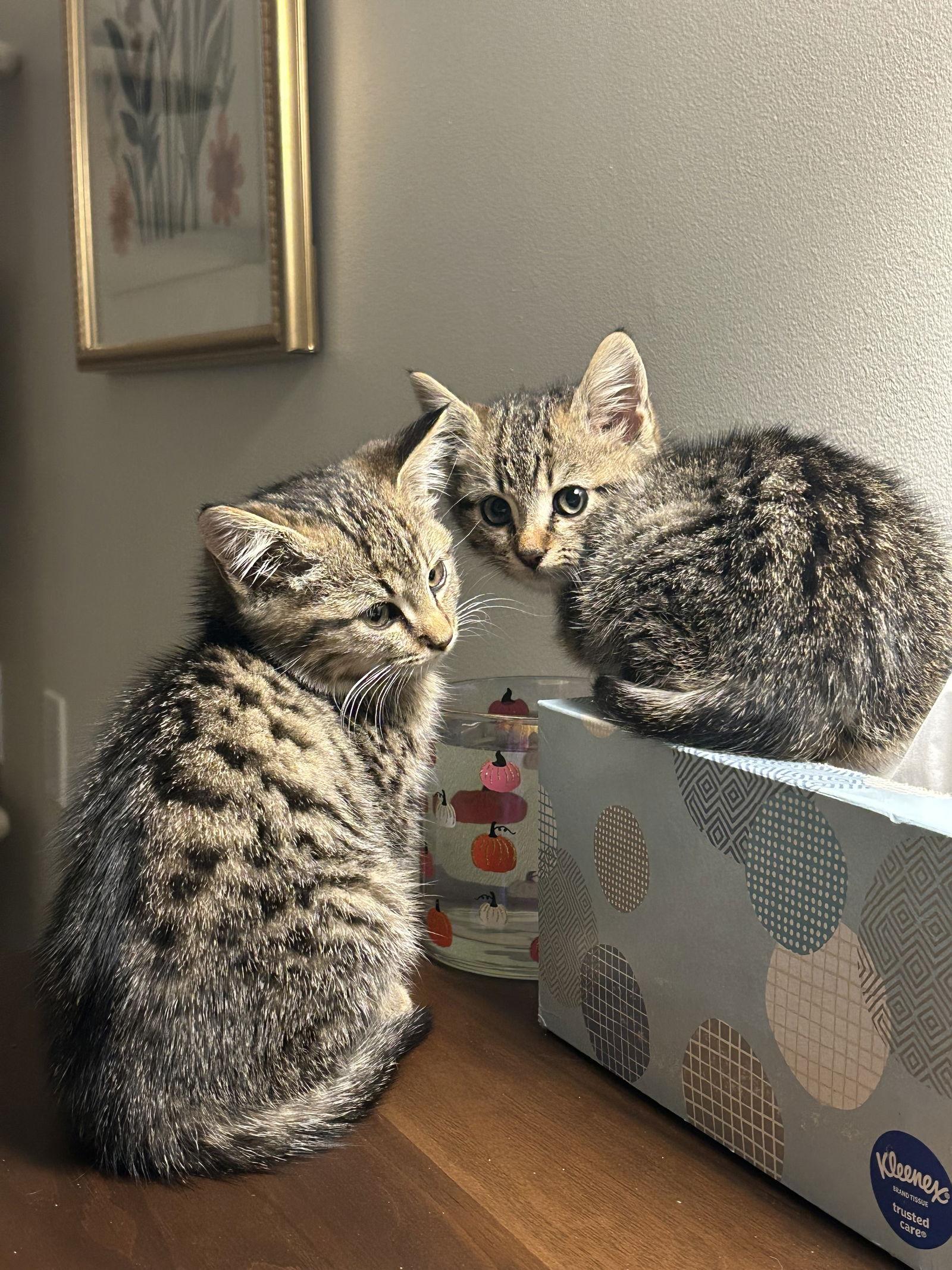 Enlarge Spice, a Adoptable Domestic Medium Hair in Alpharetta, GA image 3/3