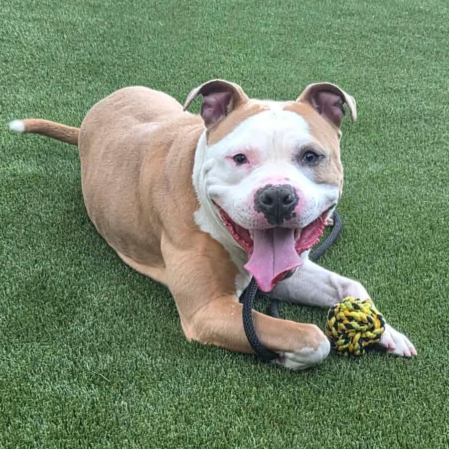 Parry, ADOPTABLE, Young Male American Bulldog.